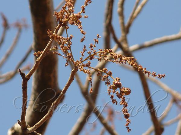 Indian Ash Tree